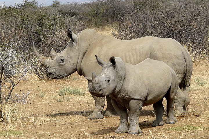The plateau of the Waterberg is also home to white rhinos like these.